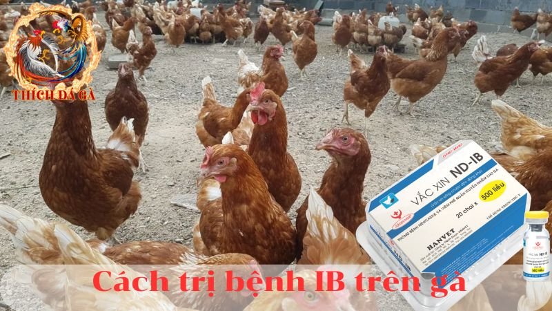 Bệnh ib trên gà viêm nhiễm phế quản truyền nhiễm và cách điều trị bệnh