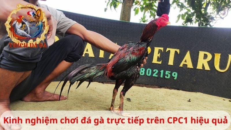 Kinh nghiệm chơi đá gà trực tiếp trên CPC1 hiệu quả