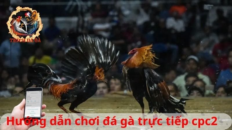 Hướng dẫn chơi đá gà trực tiếp cpc2