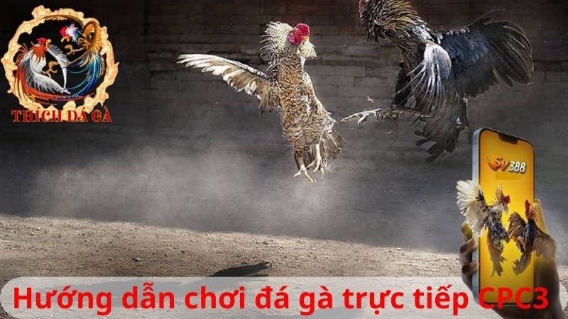 Hướng dẫn chơi đá gà trực tiếp CPC3