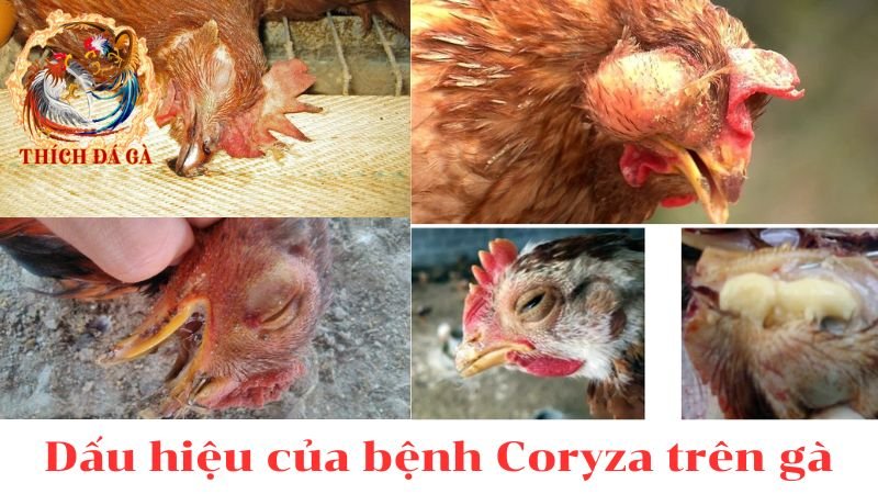 Bệnh coryza trên gà là gì? con đường lây nhiễm bệnh