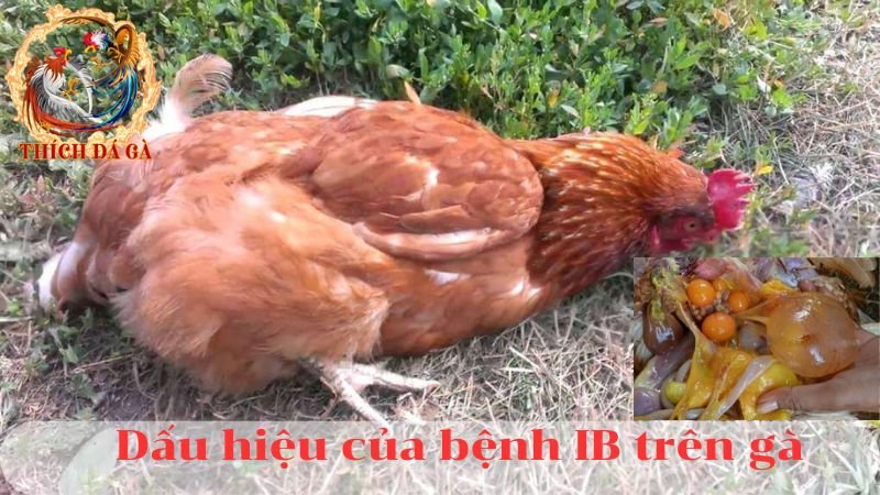 Bệnh ib trên gà viêm nhiễm phế quản truyền nhiễm và cách điều trị bệnh