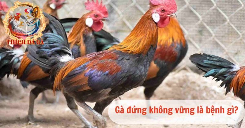 Gà đứng không vững là bệnh gì ? phương pháp điều trị hiệu quả