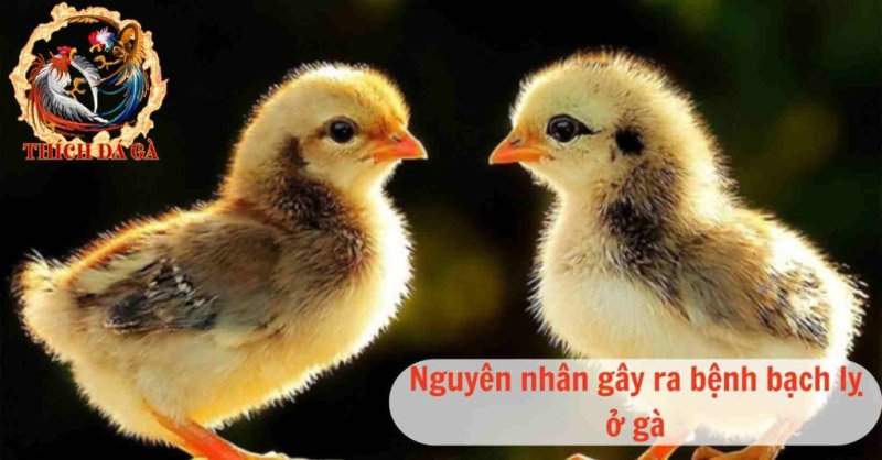 nguyen nhan gay ra benh bach ly o ga