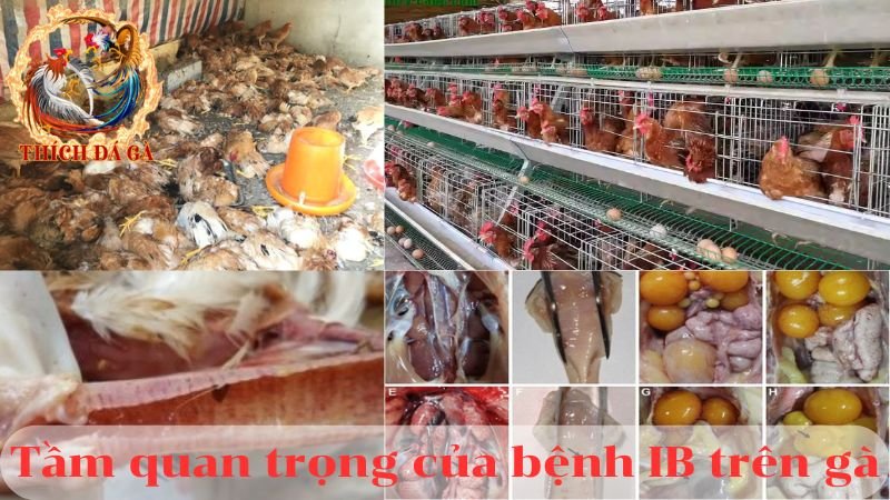 Bệnh ib trên gà viêm nhiễm phế quản truyền nhiễm và cách điều trị bệnh