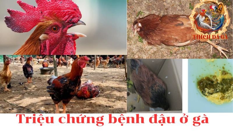 Bệnh đậu gà - Bệnh truyền nhiễm cần được kiểm soát