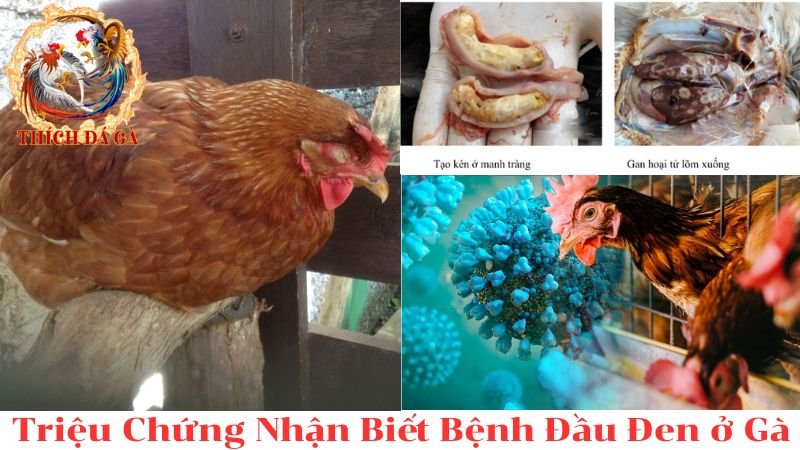 Tổng hợp chi tiết về bệnh đầu đen ở gà