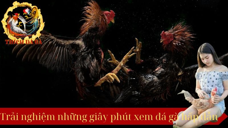 Trải nghiệm những giây phút xem đá gà hấp dẫn