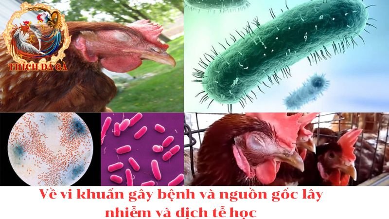 Bệnh coryza trên gà là gì? con đường lây nhiễm bệnh