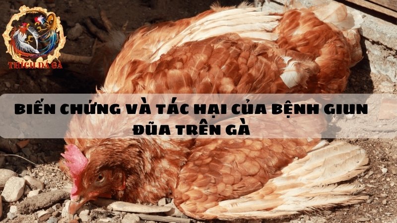 Biến chứng và tác hại của bệnh giun đũa trên gà