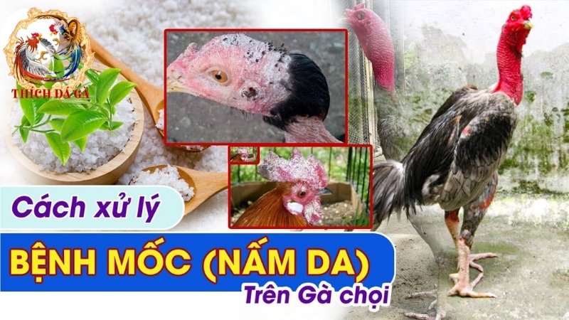 Chia sẻ kinh nghiệm chữa bệnh nấm da ở gà tại nhà
