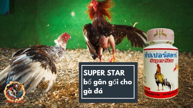 SUPER STAR bổ gân gối cho gà đá