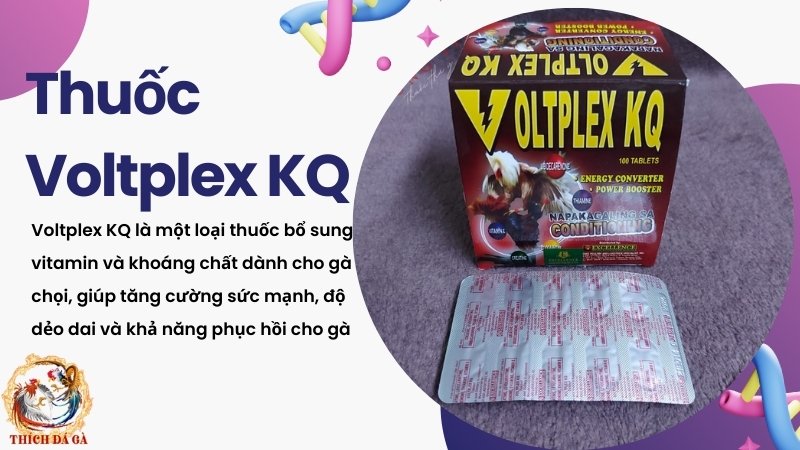 Voltplex KQ cho Gà