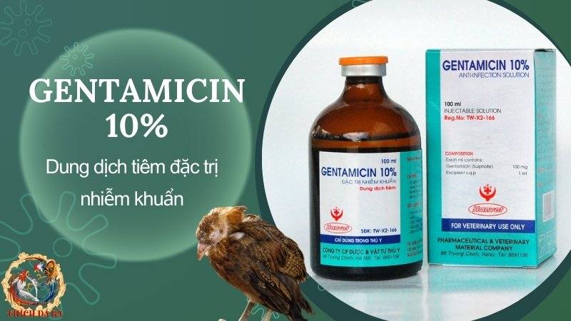 Gentamicin 10% - Dung dịch tiêm đặc trị nhiễm khuẩn