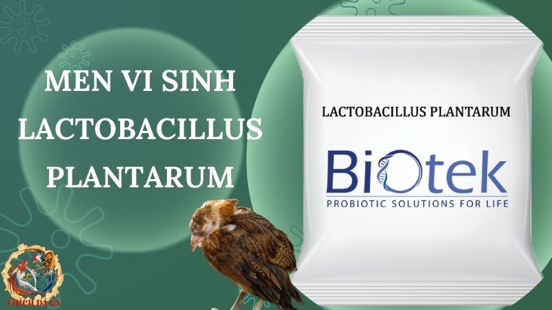 Men vi sinh Lactobacillus plantarum