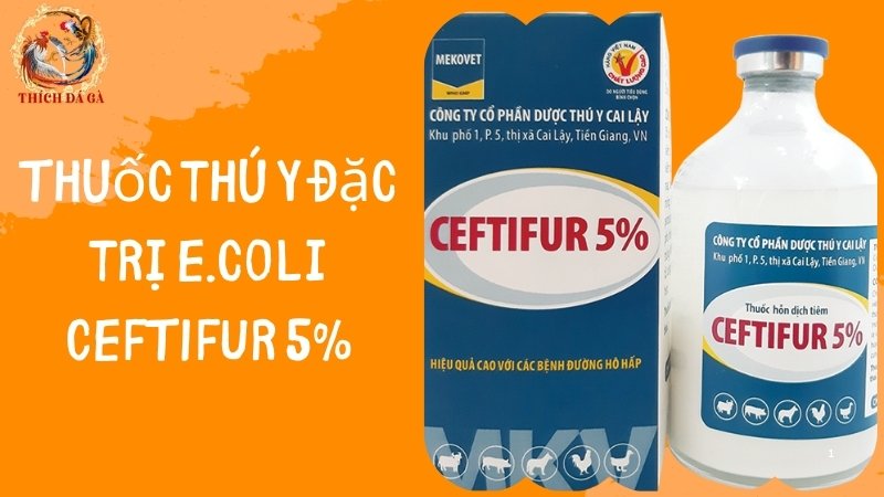 Thuốc đặc trị E. coli CEFTIFUR 5%