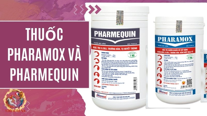 Pharamox và Pharmequin (Kết hợp sử dụng)