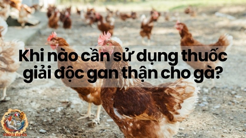 Thời điểm thích hợp sử dụng thuốc thải độc gan cho gà