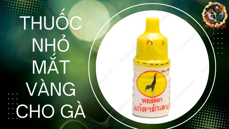 Thuốc nhỏ mắt Vàng