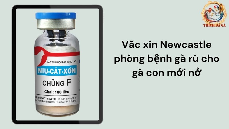 Vắc Xin Newcastle phòng bệnh gà rù cho gà con mới nở