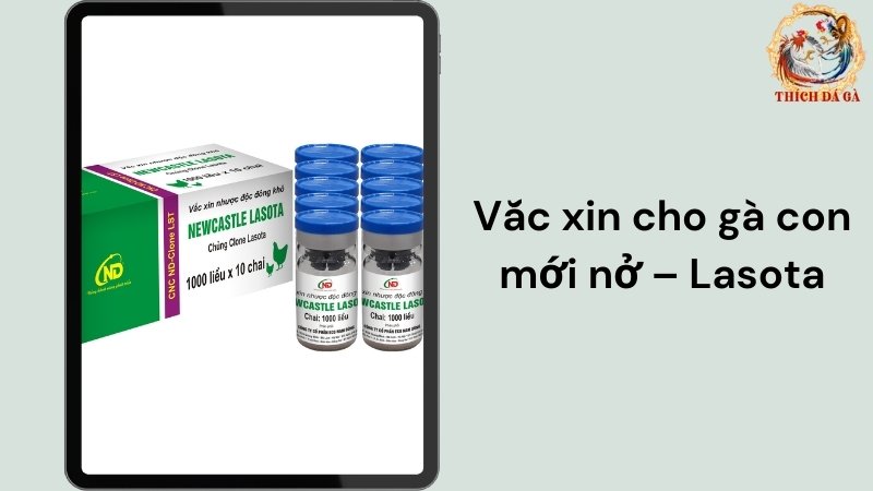 Vắc xin cho gà con mới nở – Lasota