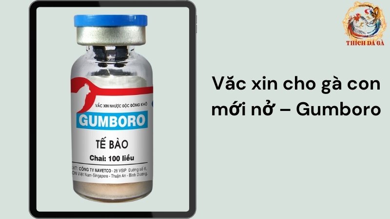 Vắc xin cho gà con mới nở – Gumboro