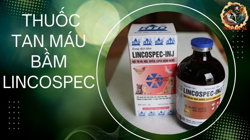 Thuốc tan máu bầm LINCOSPEC