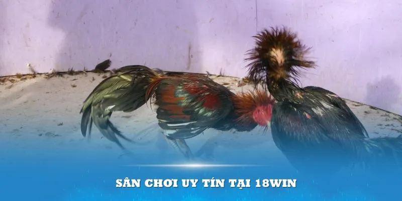 Đôi nét về đá gà 18Win