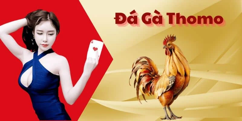 Trải Nghiệm Đỉnh Cao Với Đá Gà Thomo Tại 77BET