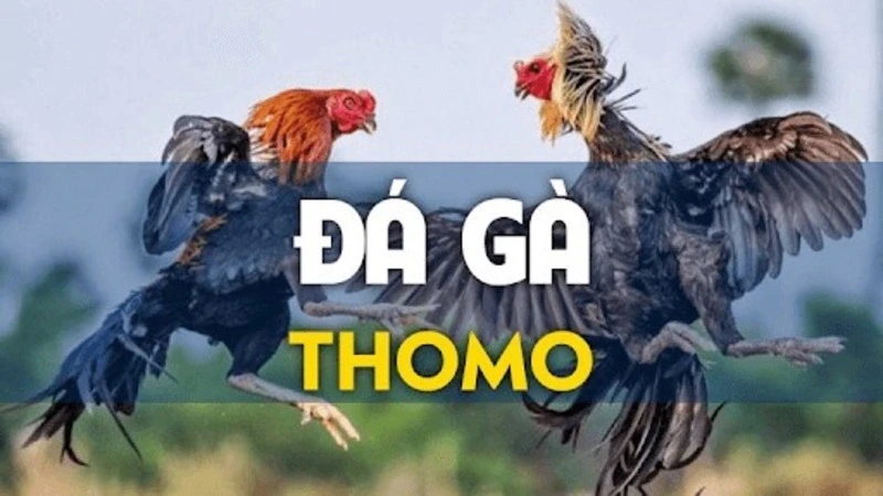 Giới Thiệu Về Thomo – Thiên Đường Đá Gà 77BET