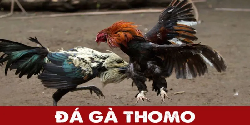 Thomo hôm nay với các kèo cược cơ bản