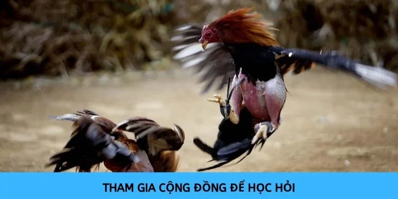 Có thể tham gia cộng đồng đá gà để học hỏi được thêm nhiều mẹo hay hơn nữa