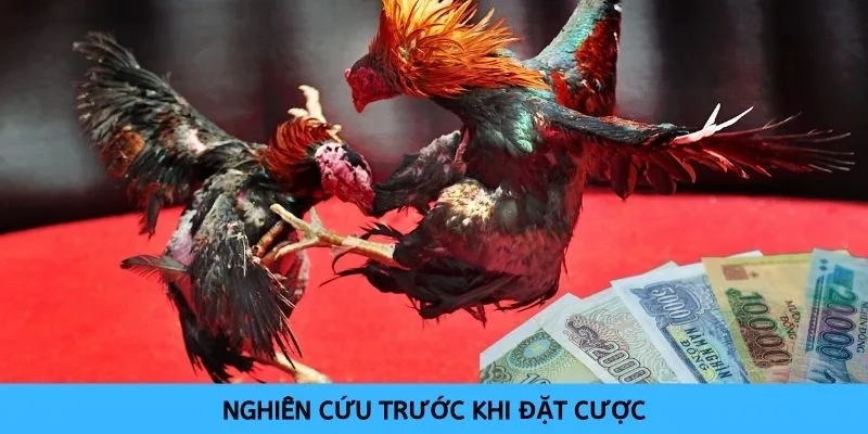 Phải chú ý nghiên cứu thật kỹ trước khi tiến hành đặt cược