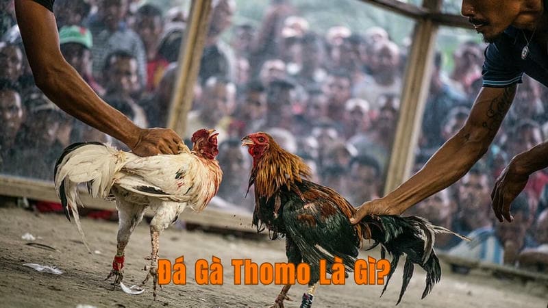 Trực Tiếp Đá Gà Thomo Từ Trường Gà Campuchia 1 Đá Gà Thomo Là Gì?