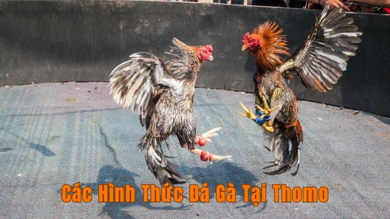 Trực Tiếp Đá Gà Thomo Từ Trường Gà Campuchia 2 Các Hình Thức Đá Gà Phổ Biến Tại Thomo