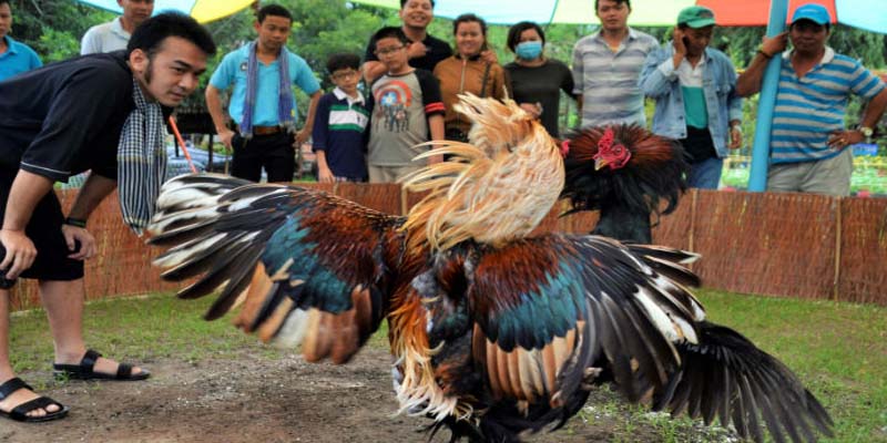 Hướng Dẫn Chơi Đá Gacam67 Hiệu Quả, Dễ Dàng Thắng Cược 3 Vì sao nên chọn thay vì sân chơi khác