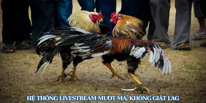 Đá Gà Dola777 - Thiên Đường Cược Gà Số 1 Tại Việt Nam 1 Chất lượng phát sóng HD