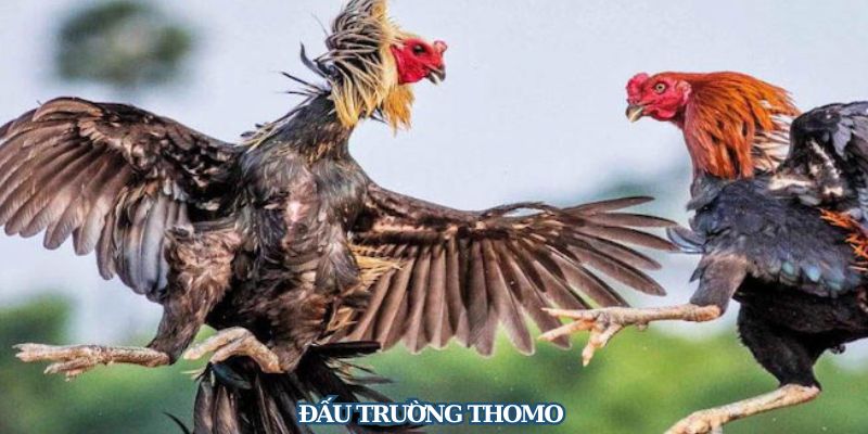 Đá Gà Dola777 - Thiên Đường Cược Gà Số 1 Tại Việt Nam 2 Không khí sôi động, cá cược cực phê tại trường gà Thomo