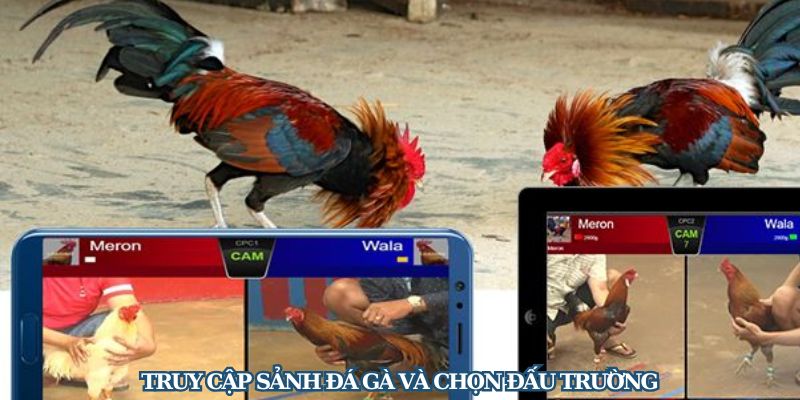 Đá Gà Dola777 - Thiên Đường Cược Gà Số 1 Tại Việt Nam 3 Tham gia sảnh đá gà Dola777 và tiến hành chọn kèo cược