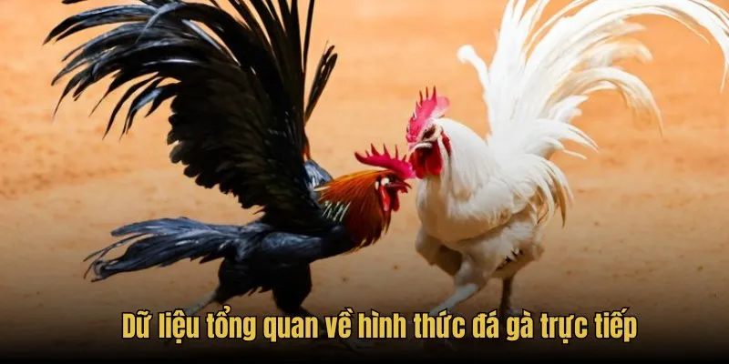 Đá Gà Trực Tiếp - Thưởng Thức Trận Đấu Hot Tại Congaden 1 Dữ liệu tổng quan về hình thức đá gà trực tiếp