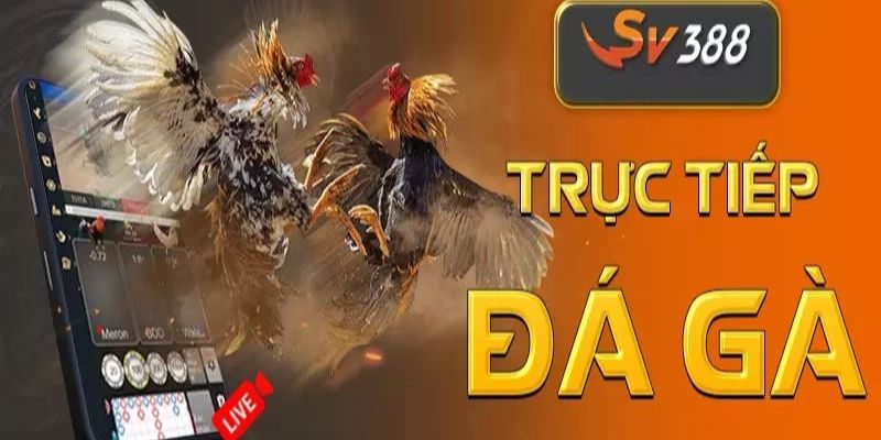 SV388 - Địa Chỉ Uy Tín Hàng Đầu Cho Các Cược Thủ 2 Giao diện coi trực tiếp đá gà tại SV388