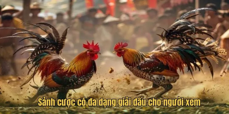 Đá Gà Trực Tiếp - Thưởng Thức Trận Đấu Hot Tại Congaden 3 Sảnh cược có đa dạng giải đấu cho người xem