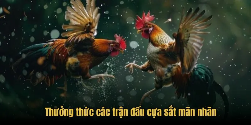 Đá Gà Trực Tiếp - Thưởng Thức Trận Đấu Hot Tại Congaden 2 Thưởng thức các trận đấu cựa sắt mãn nhãn