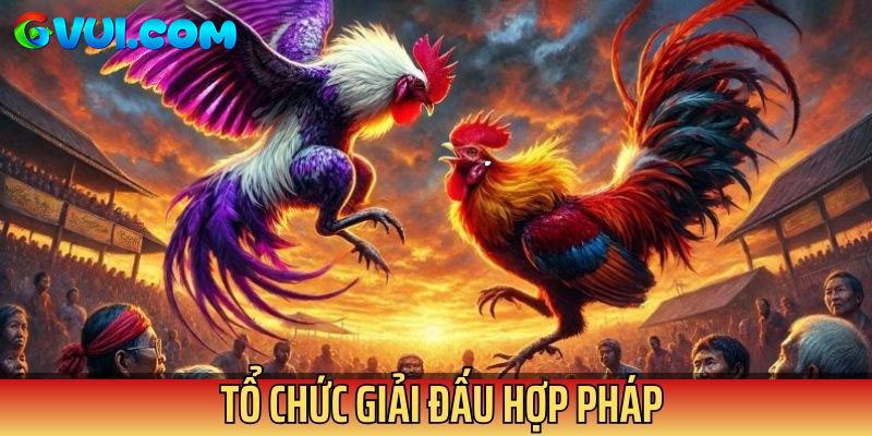 Trực Tiếp Đá Gà Cựa Sắt C1 Tại GVUI.COM: Đón Xem Cuộc Chiến Sinh Tử Cực Hot 2 Trực tiếp đá gà cựa sắt được tổ chức hợp pháp