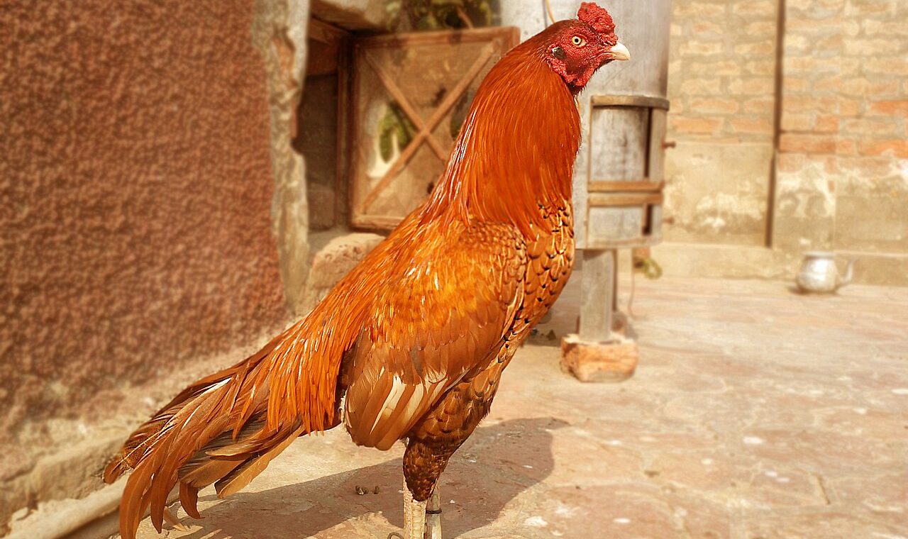 Trang trại tiêu biểu