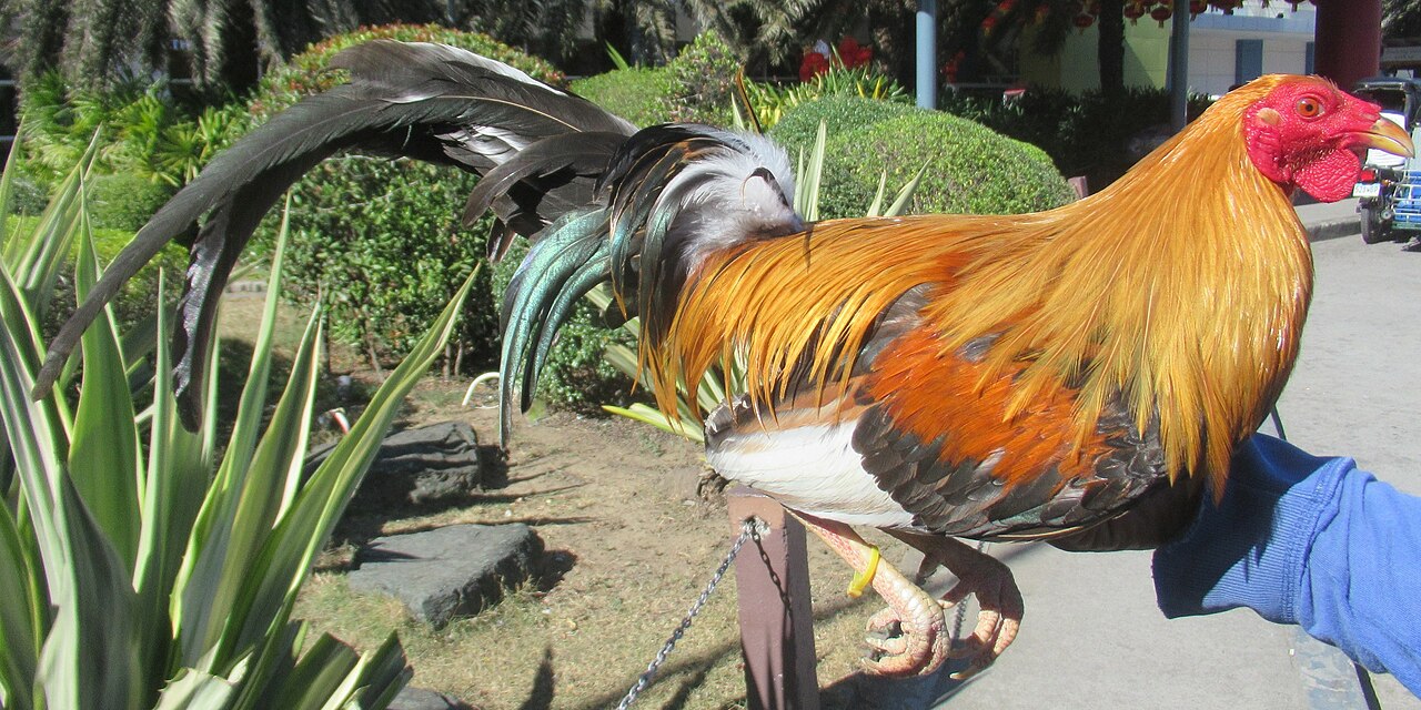 Giới thiệu