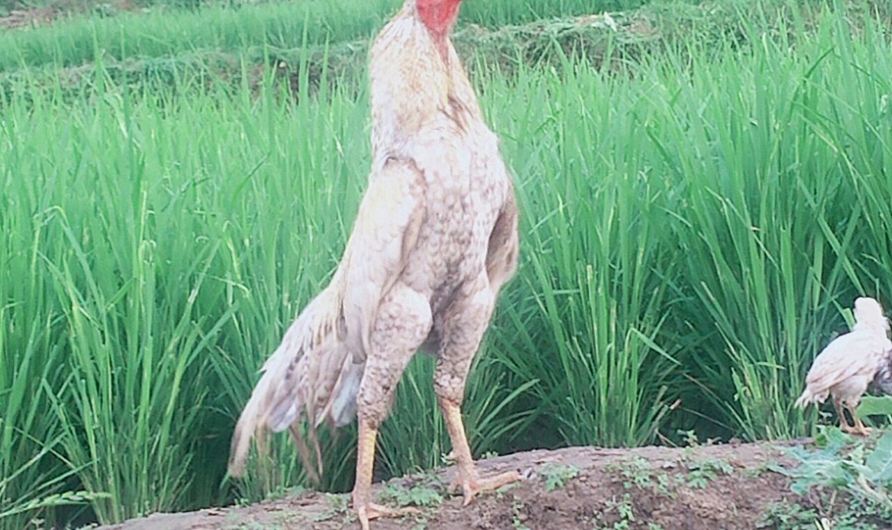 Giống gà & Dịch vụ