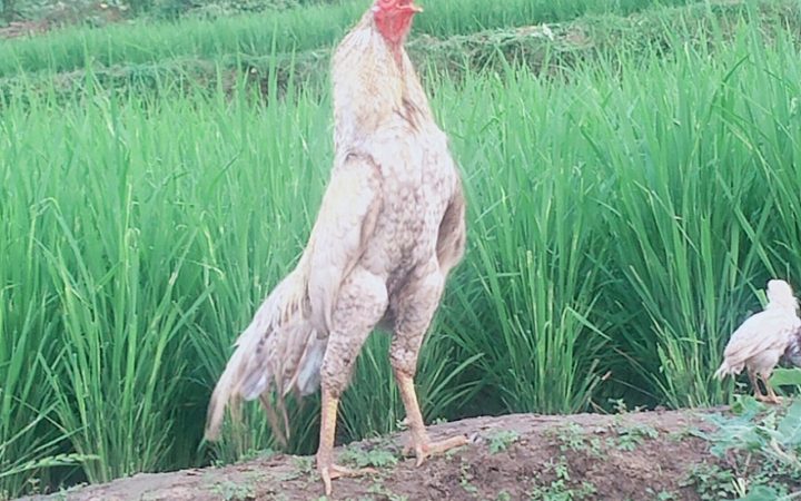 Giống gà