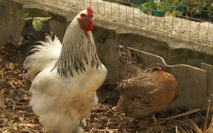 Hội thi gà đẹp: tiêu chí chấm và cách chuẩn bị