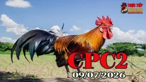 Thích Đá Gà - cpc2 today